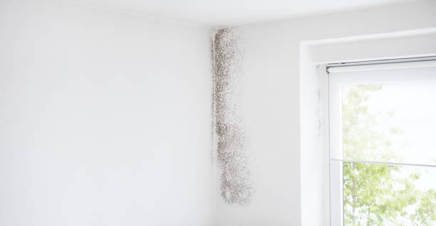 Best Black Mold Removal  in Sunset, FL