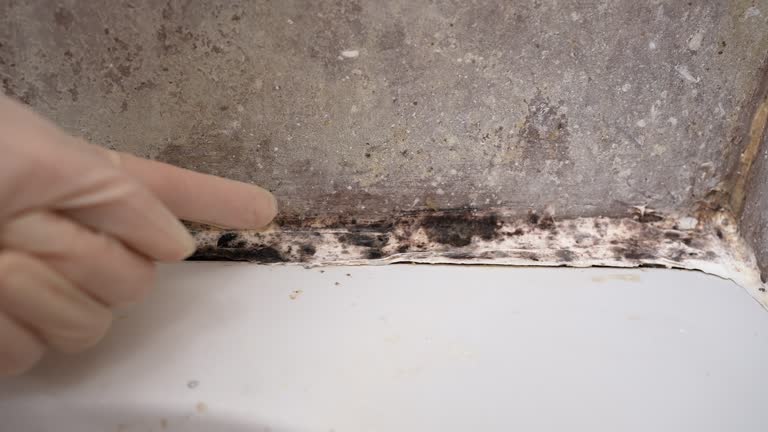 Best Airborne Mold Testing  in Sunset, FL